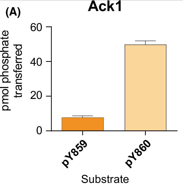ACK1-782H-4.jpg