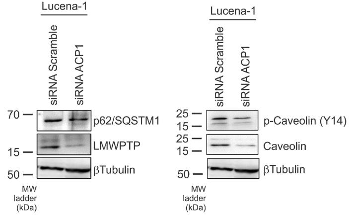 ACP1-1146H-2.jpg