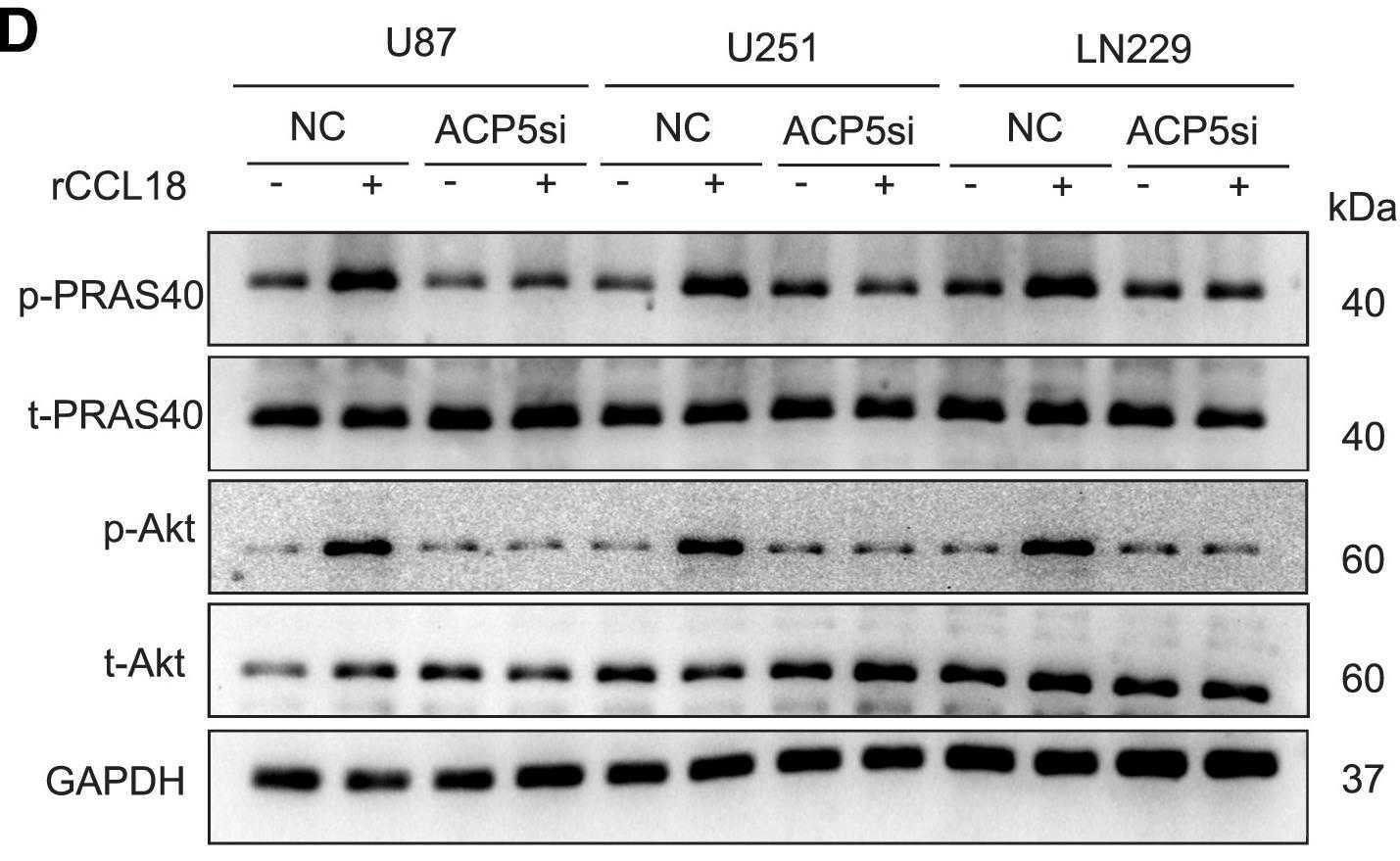 ACP5-240H-4.jpg