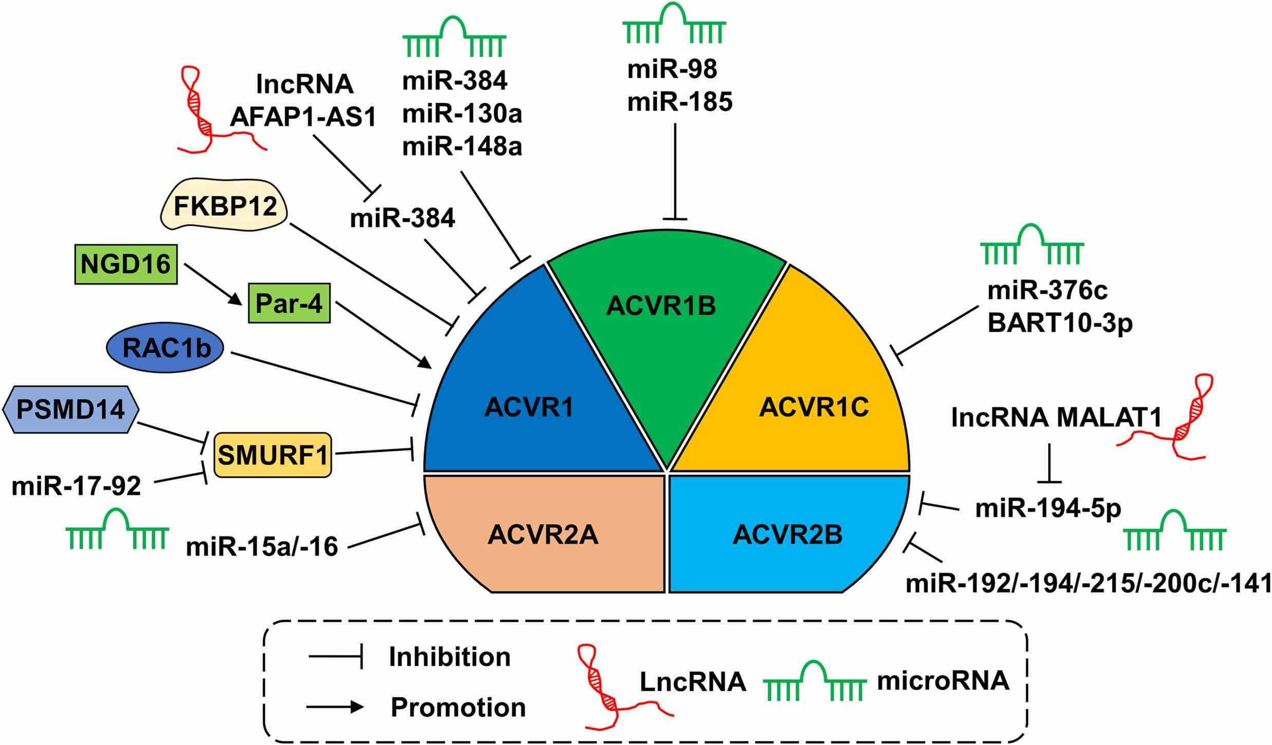 ACVR1-8812C-5.jpg