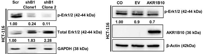 AKR1B1-2496H-2.jpg