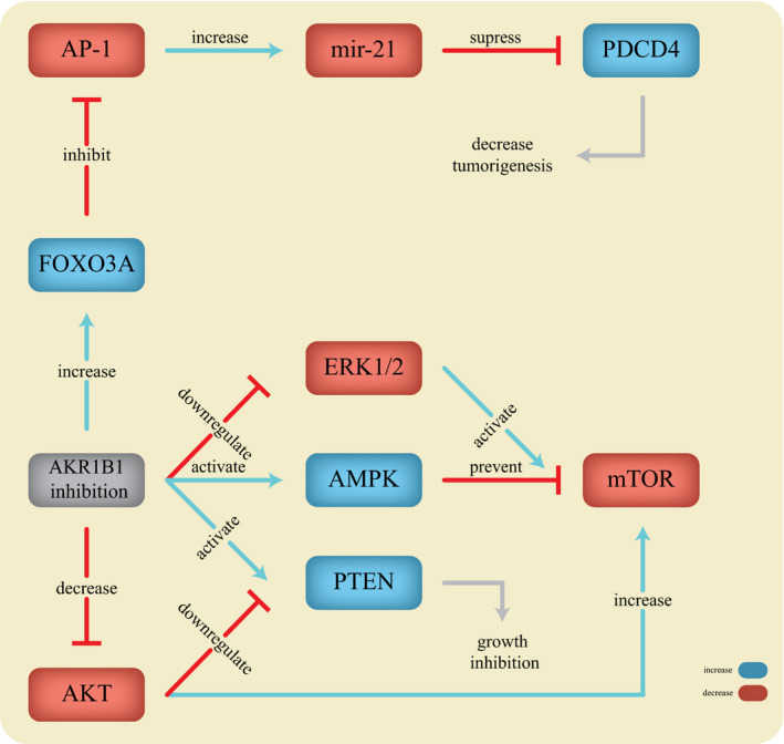 AKR1B1-2496H-5.jpg