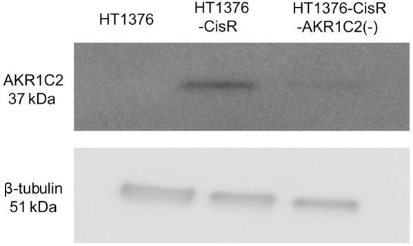 AKR1C2-456H-1.jpg