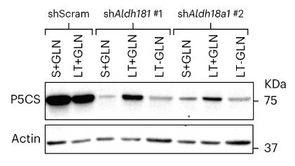 ALDH18A1-2882H-1.jpg