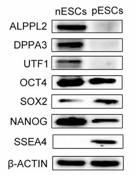 ALPG-3335H-1.jpg
