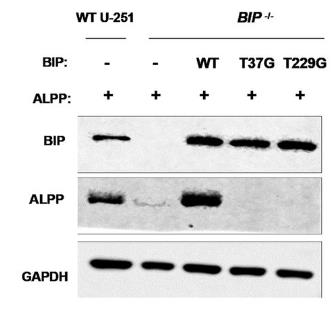 ALPP-219H-2.jpg