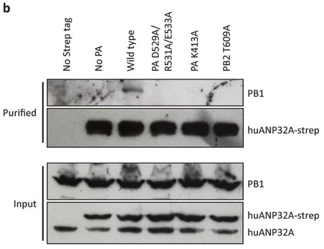 ANP32A-3944H-2.jpg