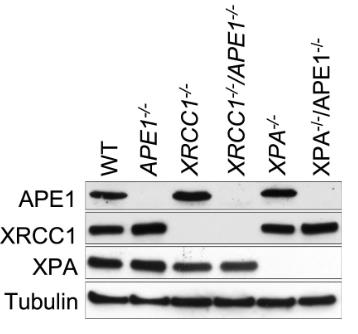 APEX1-2497H-2.jpg