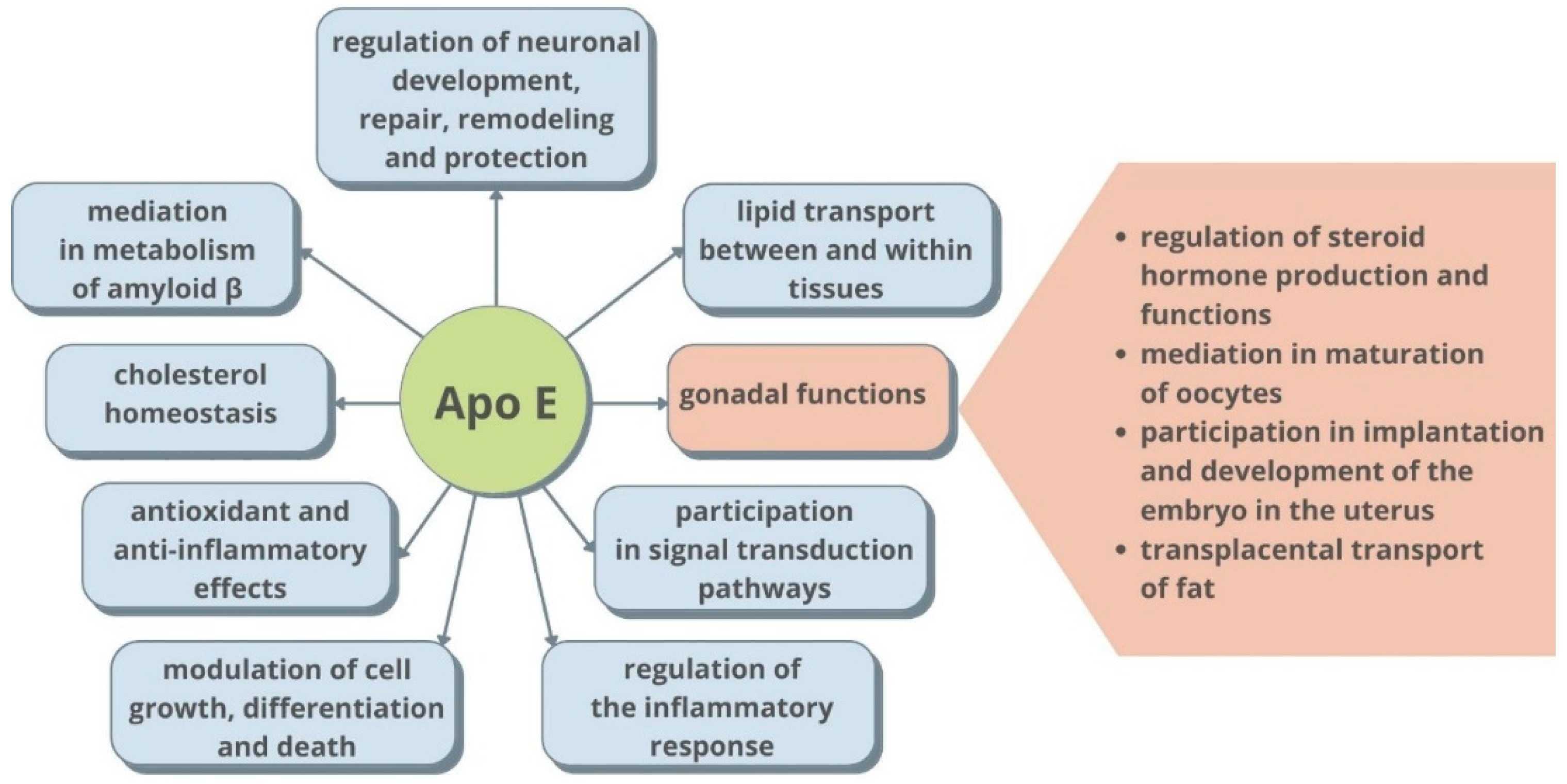 APOE-17H-5.jpg