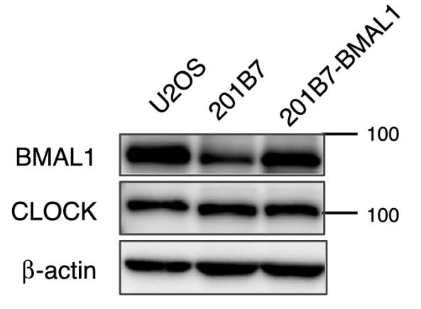 ARNTL-9879H-1.jpg