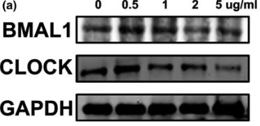ARNTL-9879H-3.jpg