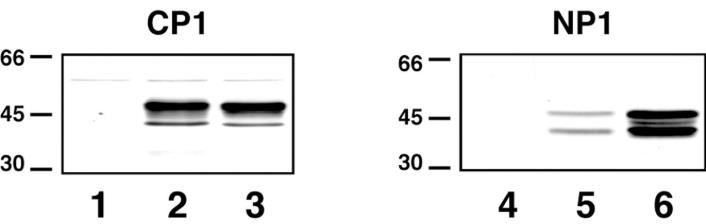 ASAM-587H-4.jpg