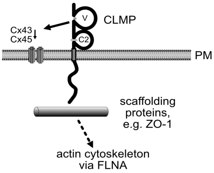 ASAM-587H-5.jpg