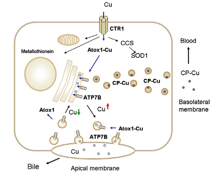 ATP7B-7.jpg