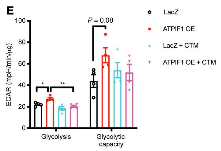 ATPIF1-1.jpg
