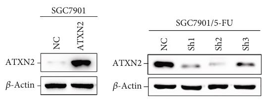 ATXN2-156H-1.jpg