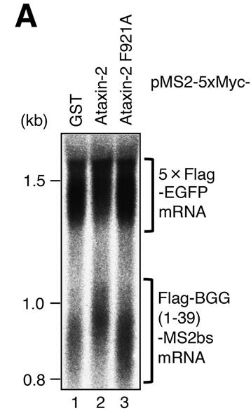 ATXN2-156H-3.jpg