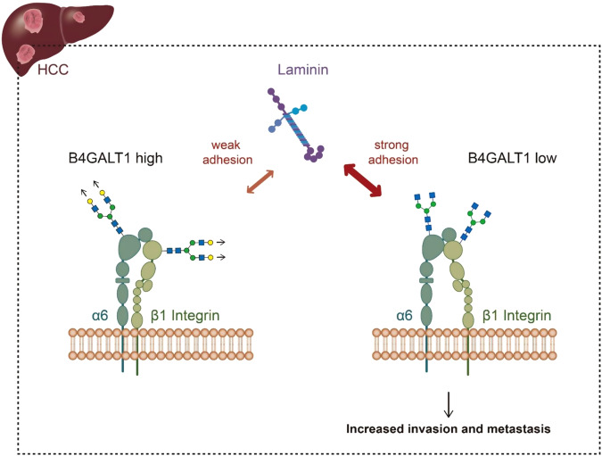 B4GALT1-7.jpg