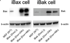 BAX-1.jpg