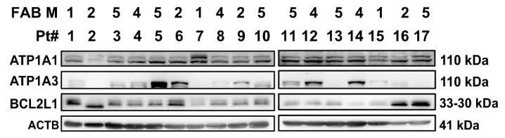 BCL2L1-6872H-1.jpg