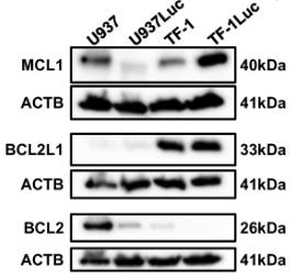 BCL2L1-6872H-2.jpg