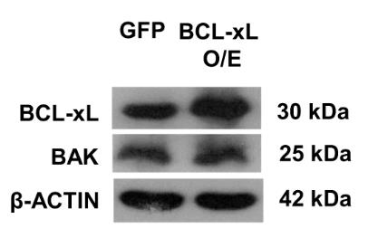 BCL2L1-6872H-3.jpg