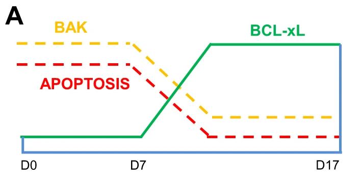 BCL2L1-6872H-5.jpg