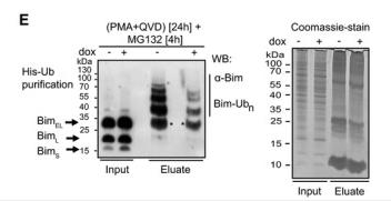 BCL2L11-133H-2.jpg