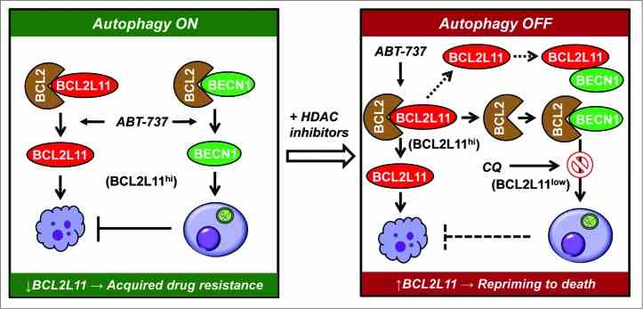 BCL2L11-133H-5.jpg