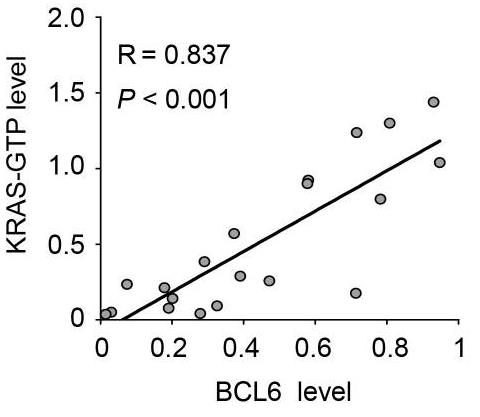 BCL6-1.jpg