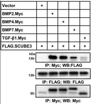 BMP2-867H-1.jpg