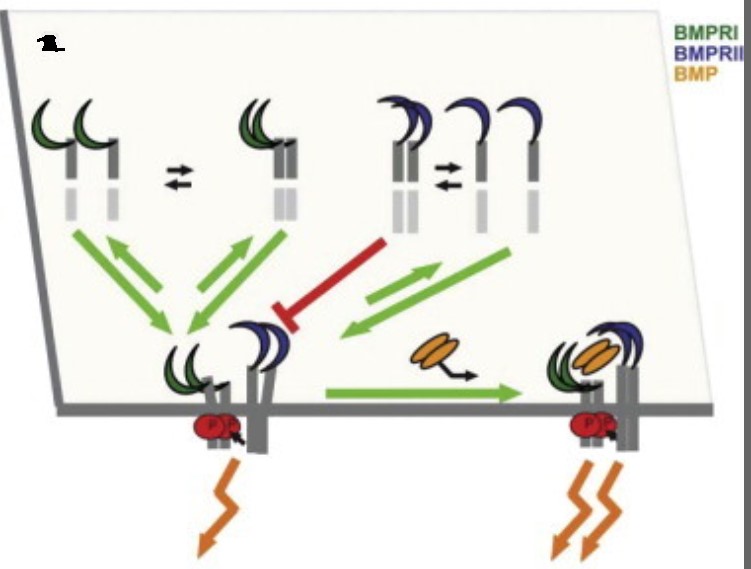 BMPR1-8.jpg