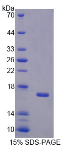 BPI-2.jpg