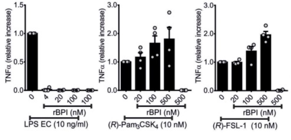 BPI-4.jpg