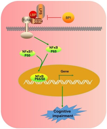 BPI-7.jpg