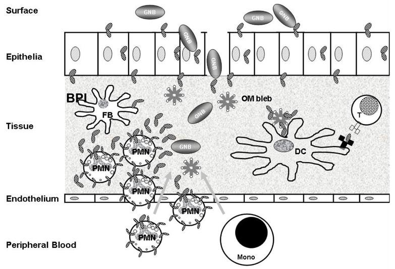 BPI-8.jpg