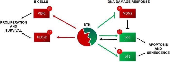 BTK-10.jpg