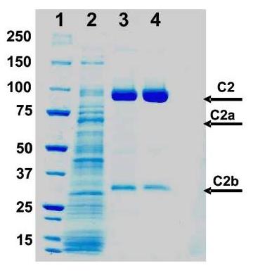 C2-6878H-1.jpg