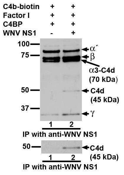 C4B-4.jpg