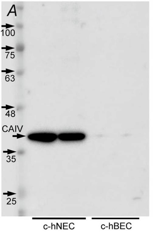 CA4-237H-3.jpg