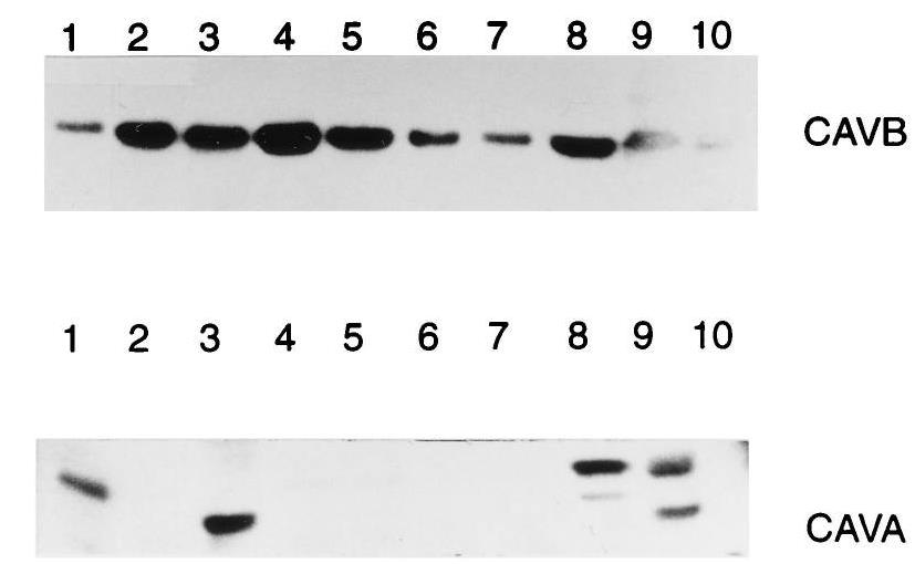 CA5B-1125H-1.jpg