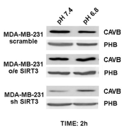 CA5B-1125H-3.jpg
