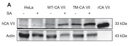 CA7-2499H-2.jpg