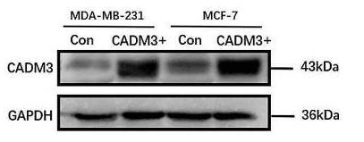 CADM3-2184H-2.jpg
