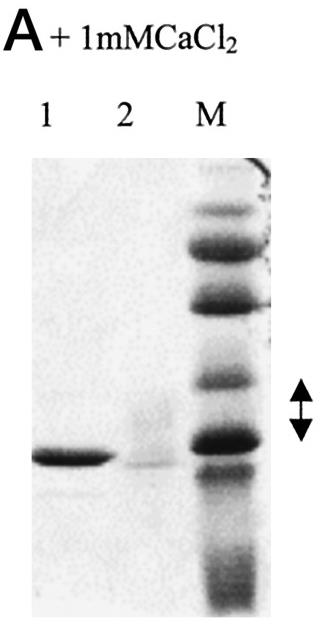CALML5-3928H-3.jpg