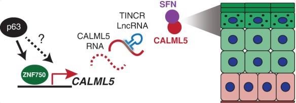 CALML5-3928H-5.jpg