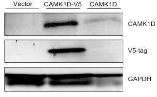 CAMK1D-780H-2.jpg