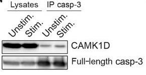 CAMK1D-780H-4.jpg
