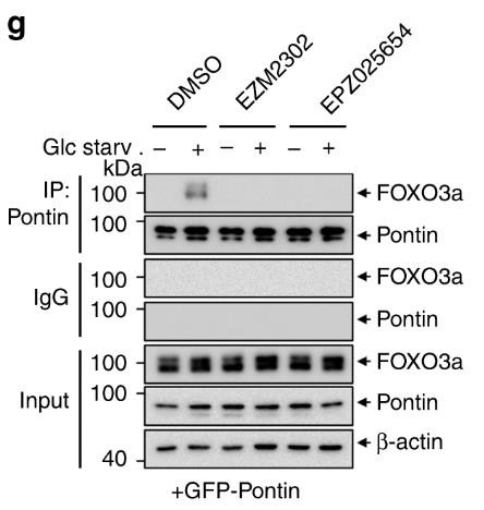CARM1-4.jpg
