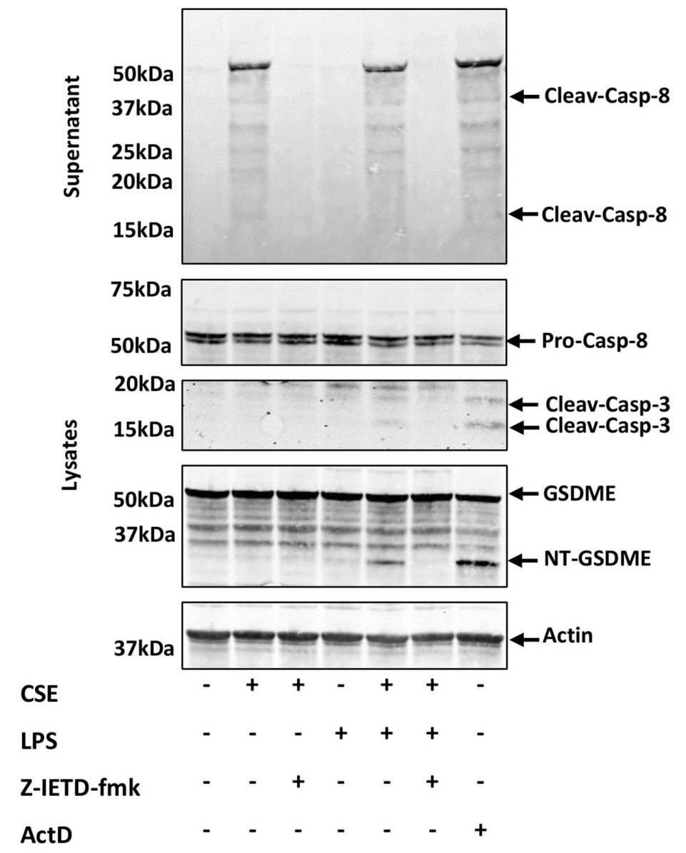 CASP8-4.jpg